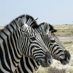 Etosha Safari Camping2Go in Okaukuejo, Namibia from 89$, photos, reviews - zenhotels.com photo 14