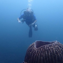 BlueHill Dive Resort Tulamben - Bild 5