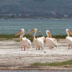 Cactus Eco Camp and Lodge in Nakuru, Kenya from 60$, photos, reviews - zenhotels.com photo 10