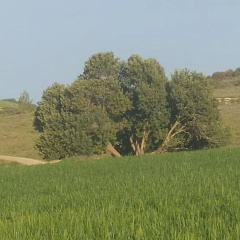 The OLive Tree thumbnail 30