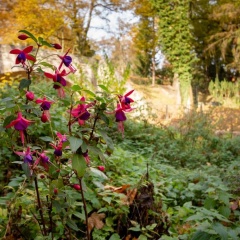 Alte Falknerei - Bild 11