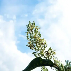 outside