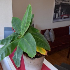 Messewohnung Augusta - Bild 11