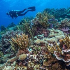 Atauro Dive Resort in Beloi, East Timor from 207$, photos, reviews - zenhotels.com photo 22