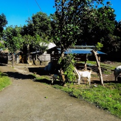 Teras Lombok Bungalow - Bild 20