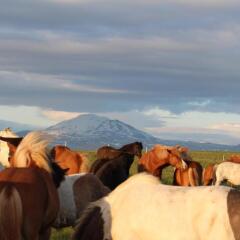 Skeiðvellir Villa in Laugaras, Iceland from 391$, photos, reviews - zenhotels.com photo 9