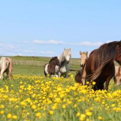 Skeiðvellir Villa in Laugaras, Iceland from 391$, photos, reviews - zenhotels.com photo 20