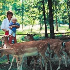 Wohnpark Pfalzstraße Ferienwohnungen - Bild 12