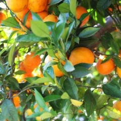 Hotel Finca Ca's Curial - Bild 8