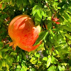 Suleymans Garden - Bild 18