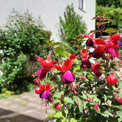 Fewo Rosenblüte am Stadtpark - Bild 8