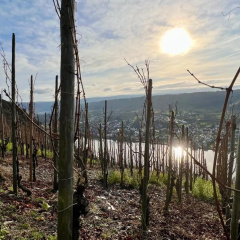 Weinrebe - Bild 4