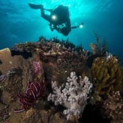 Atauro Dive Resort in Beloi, East Timor from 211$, photos, reviews - zenhotels.com photo 23