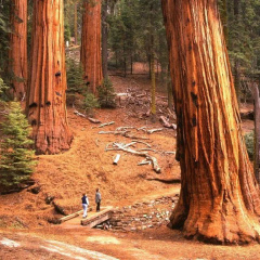 Yosemite's Blue Bird Ranch thumbnail 10