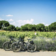 Abadia Retuerta Ledomaine thumbnail 21