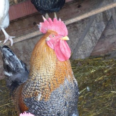 Mooserlehen - Bild 10