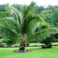 Punatea Village in Papao, French Polynesia from 59$, photos, reviews - zenhotels.com photo 12