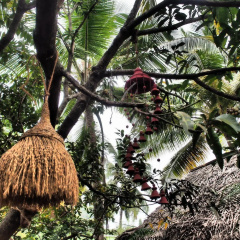 The Palm Trees Resort thumbnail 8