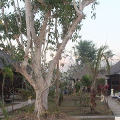 The Cozy Villas Lembongan by ABM - Bild 17