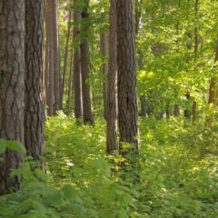 Cottage Dzintars in Jurmala, Latvia from 122$, photos, reviews - zenhotels.com outdoors photo 2