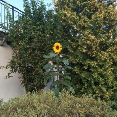 Ferienhaus Sonnenblume - Bild 5