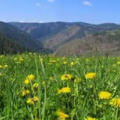 Yagodina Family Hotel thumbnail 2