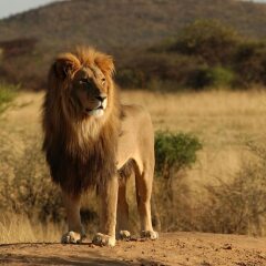 Africa Safari Serengeti Ikoma in Serengeti National Park, Tanzania from 230$, photos, reviews - zenhotels.com photo 25