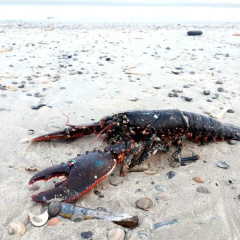 De Seekobb -beachgoers - Bild 13