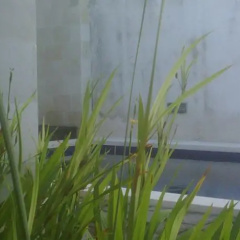 Pecatu Palm Villas - Bild 8