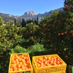 Finca Cas Sant - Bild 16