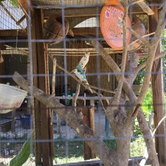Klong Khong Garden - Bild 11