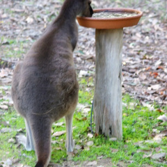Yelverton Brook Eco Spa Retreat & Conservation Sanctuary thumbnail 9