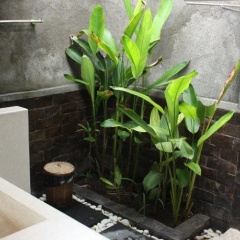 Guava Garden - Bild 7