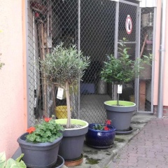 am Erxleben-Hotel - Bild 4
