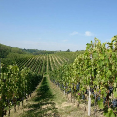 Marchesi Incisa La Corte Chiusa Agriturismo thumbnail 10