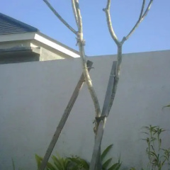 Pecatu Palm Villas - Bild 5