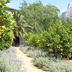 Hotel Finca Ca's Curial - Bild 15