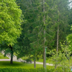 Oberharz Altenau in Altenau - Bild 8