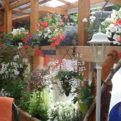 Zur Tanne - Bild 4