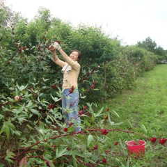 Taroko Sialin Coffee Farm Homestay thumbnail 11