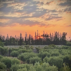 The Olives Sanctuary - Bild 20