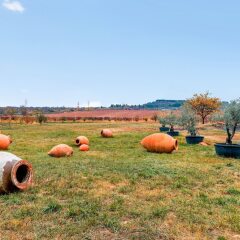 Отель Парк-отель Tsinandali Estate Грузия, Телави - отзывы, цены и фото номеров - забронировать отель Парк-отель Tsinandali Estate онлайн фото 2