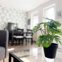 Moderne und sehr zentral gelegene Apartments - Bild 7