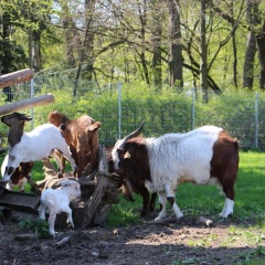 Dllelhof - Bild 11