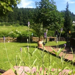 Landgasthof Hirsch - Bild 9