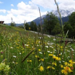 Hotel-Gasthof Hindenburglinde - Bild 3
