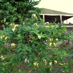 Mavi Pansiyon - Bild 9
