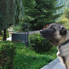 Hotel Carpat Inn in Azuga, Romania from 208$, photos, reviews - zenhotels.com photo 14
