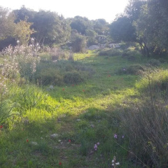 The OLive Tree thumbnail 22