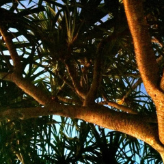 Te Ora Hau Ecolodge thumbnail 10